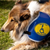 Assistance Dogs: Partners in Independence