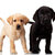 The Dog for … Everyone?