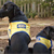 Hearing-Assistance Dogs: Loving Companions and Guides