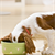 New Supplement Can Help Your Dog’s Digestion