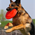 The Dog Olympics