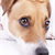 Do Dogs Get Revenge on Their Owners?