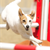 Elite Dog Athletes
