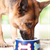 Special Food Choices for Your Senior Dog