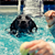 Hydrotherapy Helps Dogs Get in Shape for Adoption