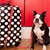 How to Prep Your Dog for Boarding