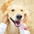 How to tell if your dog is healthy
