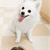 Does Your Dog Need Vitamins?
