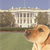Lessons Learned From Presidential Dogs