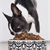 Meals for Small Mutts