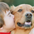 Lost-dog Recovery Service