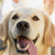 Show Dog Skills for Any Mutt
