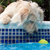 Teach Your Dog to Swim