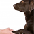 Teaching Your Dog Commands