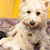 Pregnant Dog Care