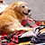 Summer Safety for Dogs