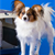 Dogs and Airplane Travel: A Deadly Mix?