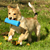 Train Your Dog to Go Fetch