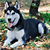 Protect Your Dog From a Deadly Summer Virus