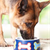 How to Feed Your Ingredient-sensitive Dog