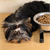 Can New Dog Feeders Help Solve Mealtime Problems?