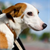 Keep Yourself and Your Dog Safe in the Car