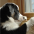 Do Dogs Compete With Their Barks?