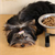Healthy Nutrition for Your Senior Dog