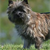 How to Stop Your Cairn Terrier From Chasing