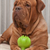 Safe Holiday Dog Toys