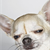 Could You Recognize Dog Flu?