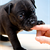 What Your Dog’s Biting Means