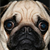 The Harmful Effects Sugar Has on Dogs