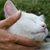 The Best Way to Pet Your Cat