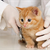 Insure Your Kitty's Health