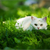 Photographing Your Elusive Feline