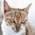 Cats Sacrifice Efficiency for Smooth Moves