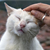 Second-Hand Cat, First-Rate Pet