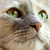 Cat Food Ingredients for Good Health