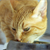 How to Select Cat Food