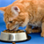 Does Your Cat Food Meet AAFCO Standards?