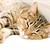 Do Cats Fake Sleep?