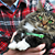 Cat Survivors of Japan’s Earthquakes and Tsunami