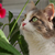 Go Green With Your Cat