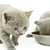 Mother’s Milk Influences Kitten Food