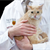 Allergic to Cats? New Vaccine Could Help