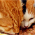 Organizations That Feed Cats When Owners Can’t