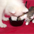 Does Food Taste Different to Cats and Dogs?