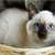 Get to Know Your Cat’s Sounds