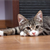Can Cat Behavior Indicate Illness?